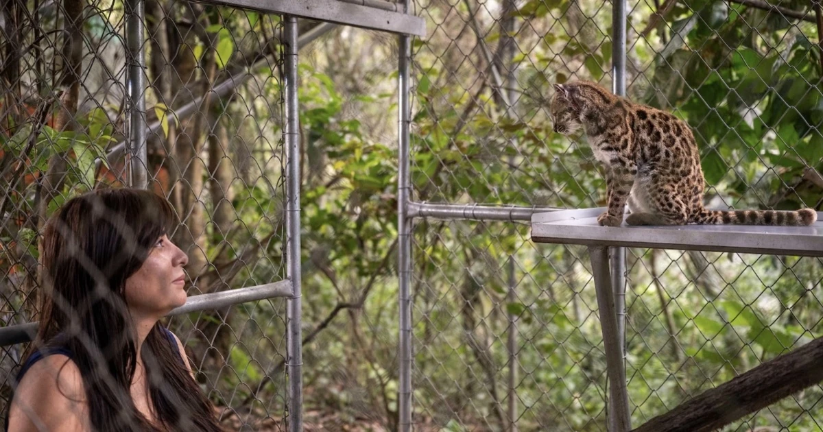 Кіт Leopardus tilcayo — невелика плямиста дика кішка з лісів Юнгас у Болівії